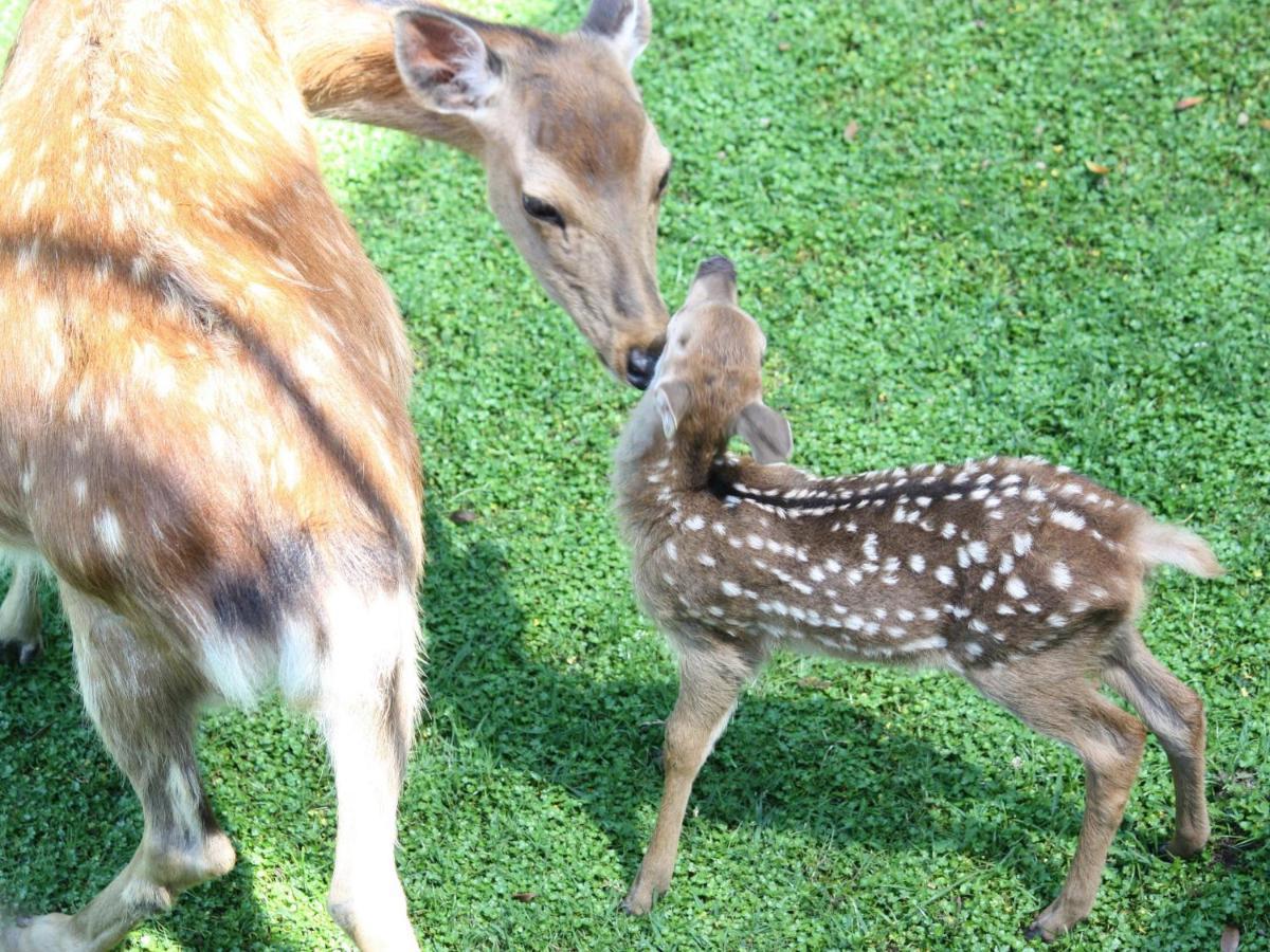 奈良日航国际酒店 外观 照片 Deer